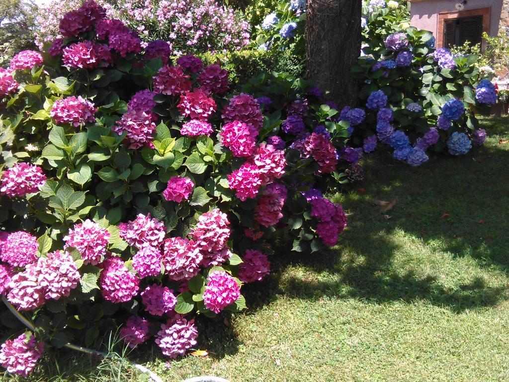 B&B Vigna Rosa Trevignano Romano Exterior foto